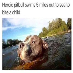 jugnino - pitbull (19thou)
