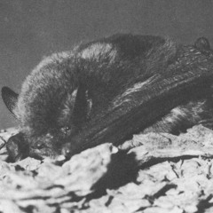 Yuma Myotis - INNOCEN† HOOD