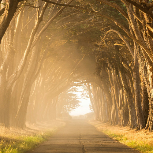 ST- The Path