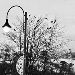 Ceart Gu Leòr