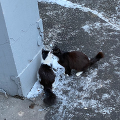 бабочки в феврале