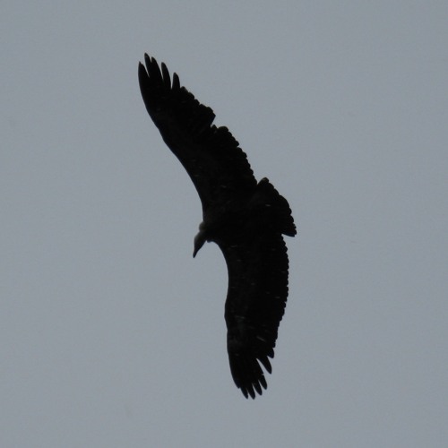 Taking Flight
