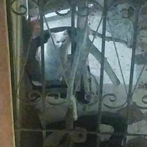 2019 (القطه اللي فالصوره بتاعة جيراننا (مهملينها نيك))