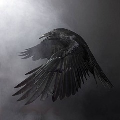 Night Creatures