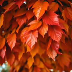 1976  შემოდგომა — ეს პატარა სიბერეა, შემოდგომა — ეს პატარა სიკვდილია.