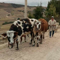 Canto al Campesino - Serenata Campesina