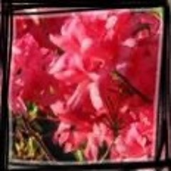 Kangorakla (07/04/25)