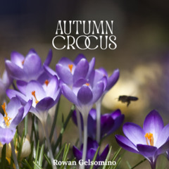 Autumn Crocus