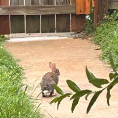 Rabbit