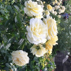 Haze ft. Matthew Gelfer