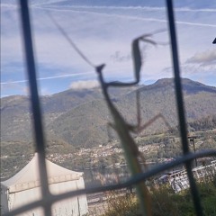 Attese