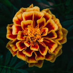 esther phillips flip