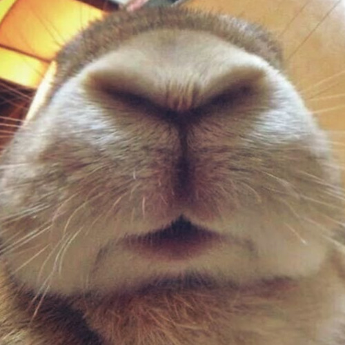 go eat a carrot ugly