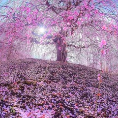 WHAT WOULD I SING...(acoustic piano/vocals)