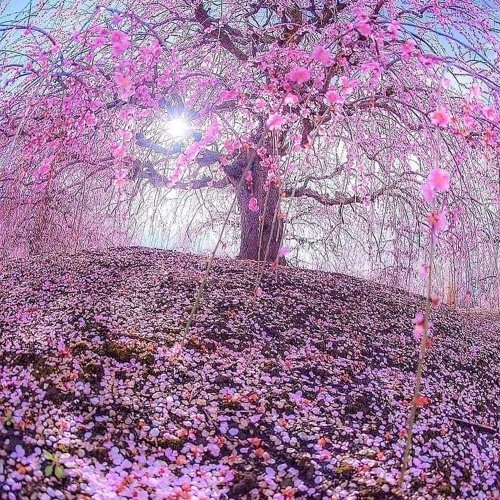 WHAT WOULD I SING...(acoustic piano/vocals)