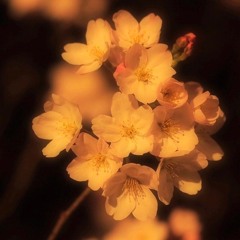 夜桜(Yozakura)