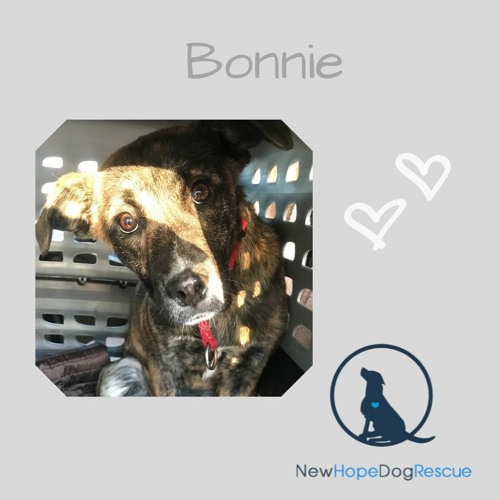 New Hope Dog Rescue Of the Month Bonnie- Feb 4
