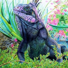 Iguana