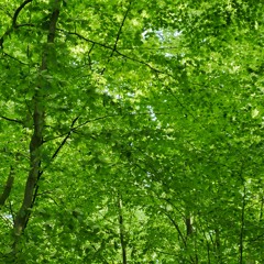 ESon ID - Dunkelgrün   (TraktorVinyl)