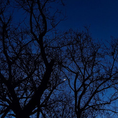 Mohsen Chavoshi - Zakhme Zabon (Tamrin Ejraye Concert)