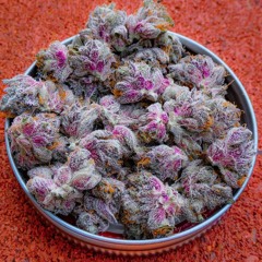 Dominik Wende - Lebe dein Traum ( V1 Premaster/Voxnox )