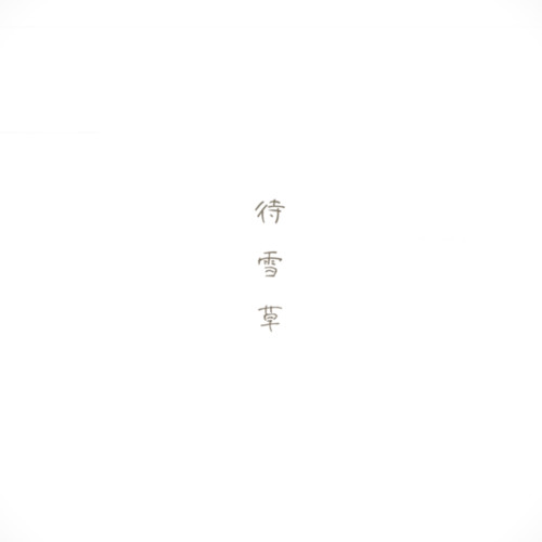 待雪草