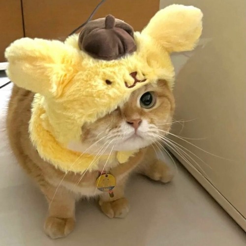 the haus is burning II