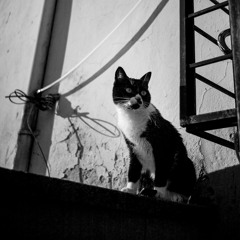 Ziba {DEMO - Base Livre}