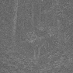 Running From Wolves