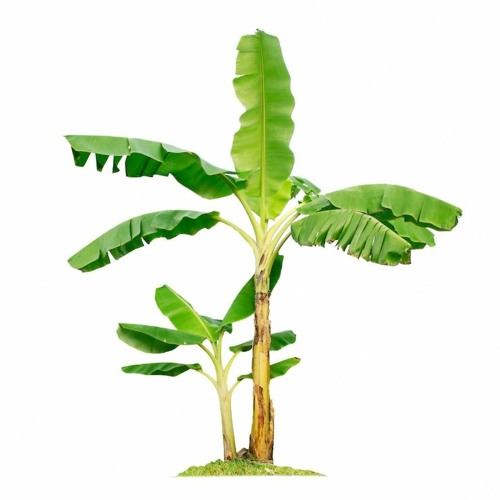 EU QUERO SABER PQ A MACONHA É ILEGAL