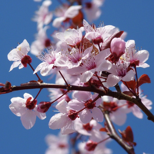 Cherry Tree