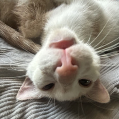my silly ahh cat chopper (twrmsmonroe x me)