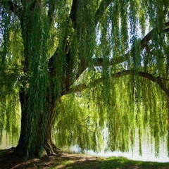 Willow Tree|meme|extened|