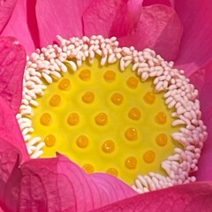 'Lotus Eaters' (Mix)