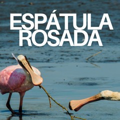 Espátula Rosada - Escenas Amazónicas IV