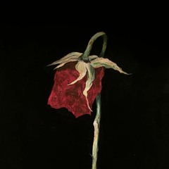 Dead Roses(recording Session)