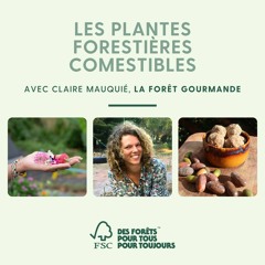 Podcast | Se nourrir grâce à la forêt