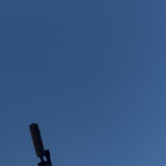 Cat NOAH 718 556 11.5"