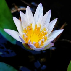 THOMAS ARYA - GELISAH KERANAMU (Official Music)