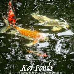 Koi Ponds