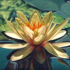 Dreaming Of A White Lotus