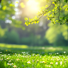 Relaxing Flute Meditation (feat. DanaMusic)