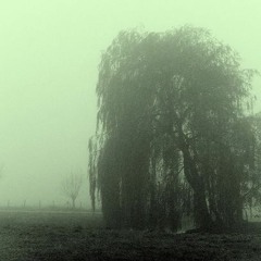 moss & willows / rainy night (prod. maybe)
