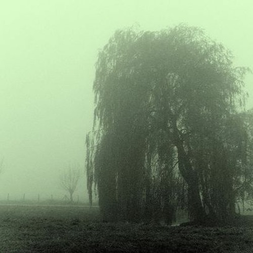 moss & willows / rainy night (prod. maybe)