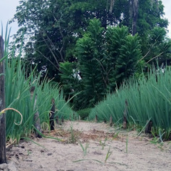 David Wolfe talks about Agroforestry Open Weekend in May 2024