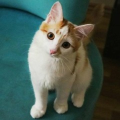 シンバのための曲