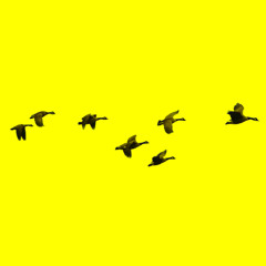 Geese Always Fly in Odd Numbers (Outro)