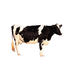 cow song (with samu)