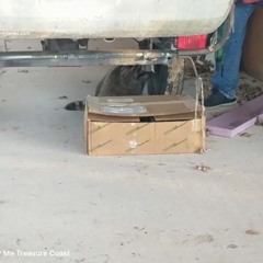 AAAC Wildlife Removal Treasure Coast - Raccoon Removal Near Me Treasure Coast