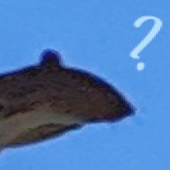 trance bangers (and more)